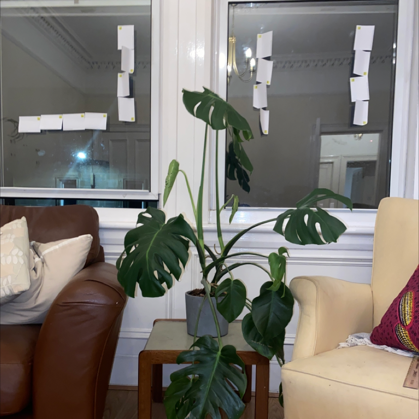 Monstera plant photo by @Rorkus named Stephanie on Greg, the plant care app.