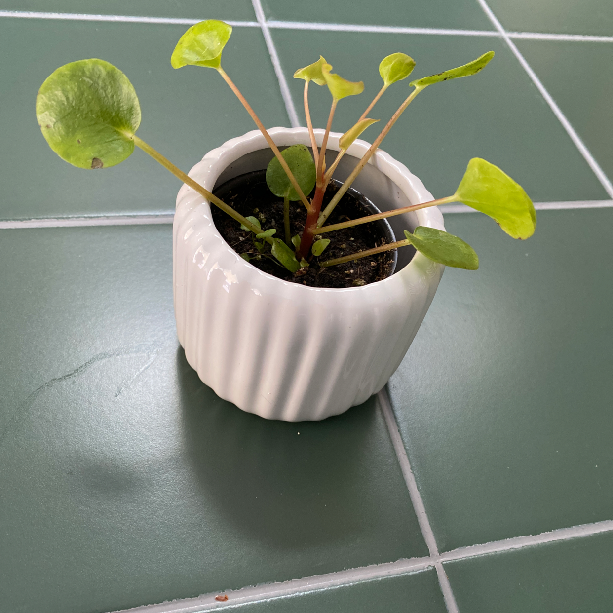 Chinese Money Plant plant photo by @Morteg named Bubbles on Greg, the plant care app.