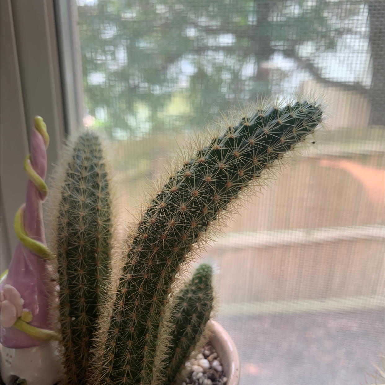 Mexican Night-Bloom Cereus cactus near a window, healthy with no visible discoloration.