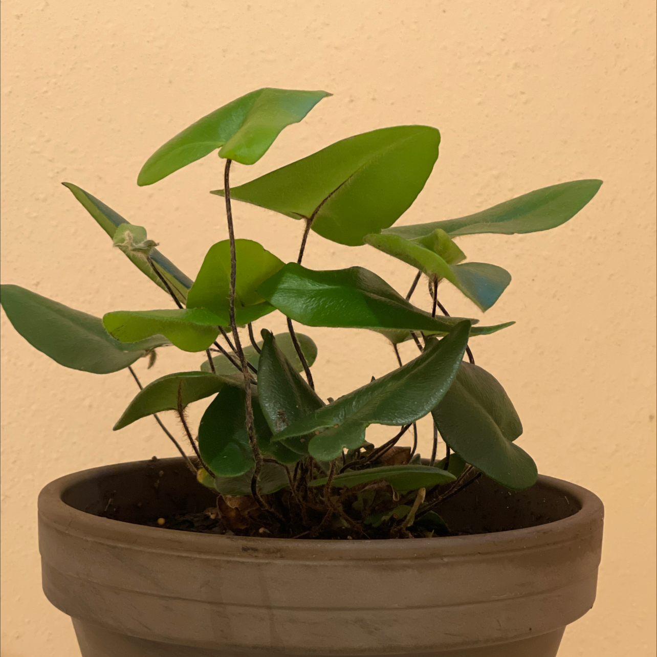 Heart Fern plant in a pot with green, healthy leaves.