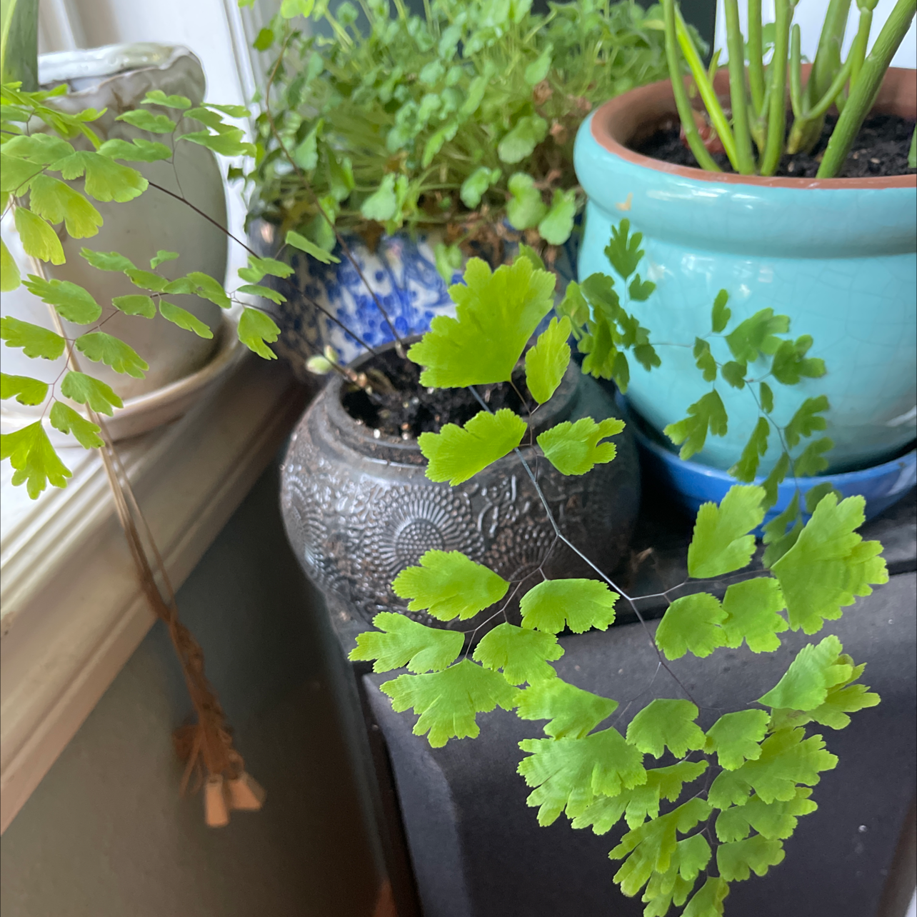 Pacific Maidenhair Fern with vibrant green fronds, other potted plants in the background.
