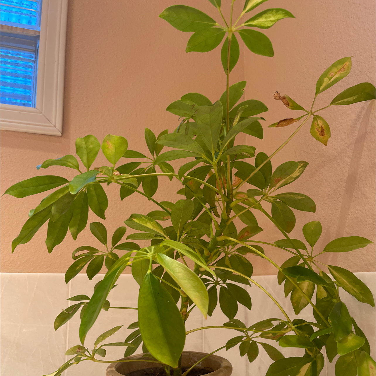 Dwarf Umbrella Tree plant photo by Arielle named Kylie on Greg, the plant care app.
