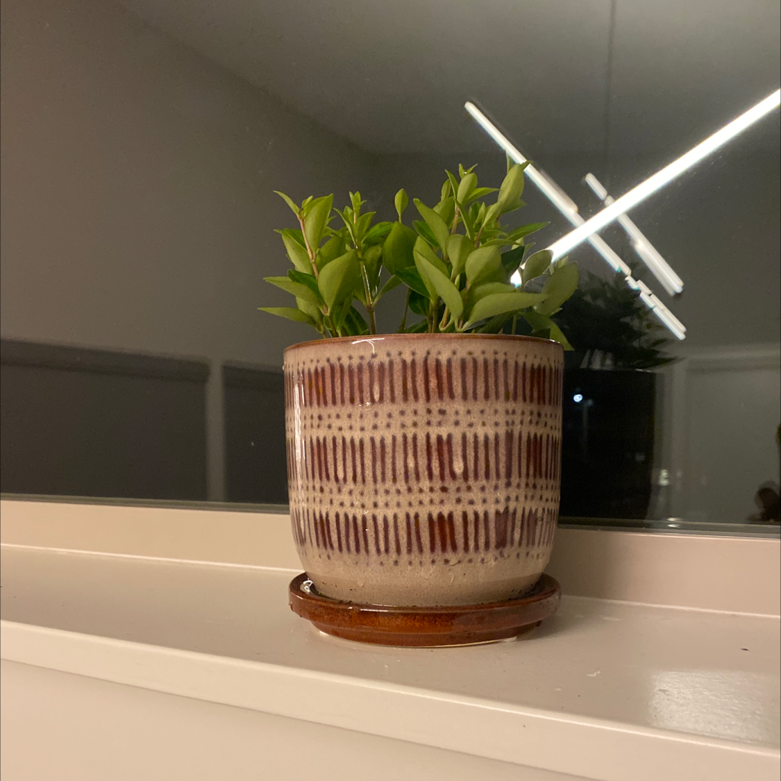 Beetle Peperomia plant in a decorative pot on a windowsill.