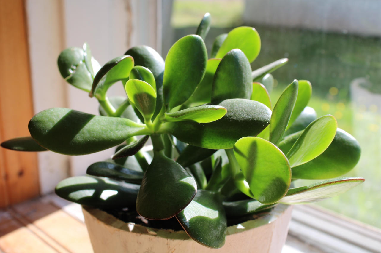 Photo of the plant species Jade by @alexisandlady named Jada on Greg, the plant care app