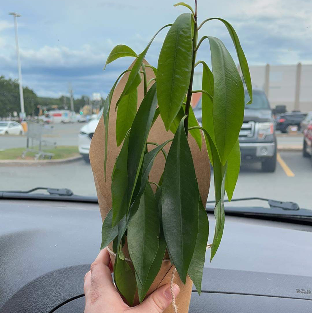 Photo of the plant species Shoebutton by @alexisandlady named Your plant on Greg, the plant care app