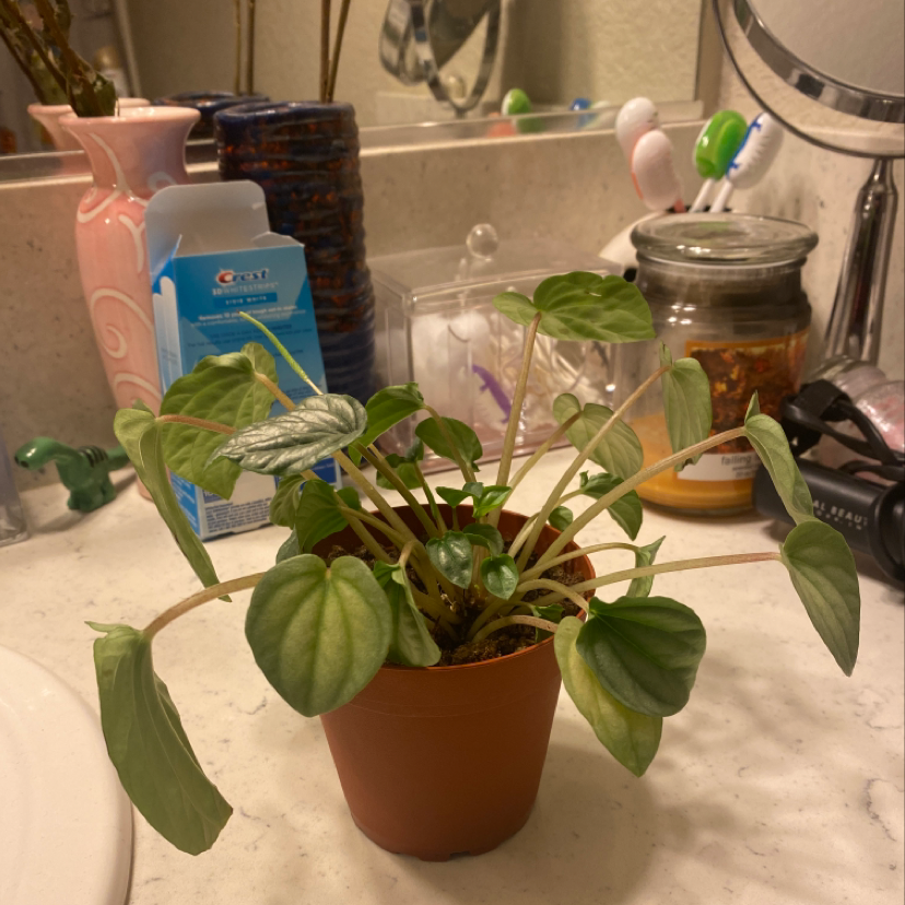 Emerald Ripple Peperomia plant photo by @Smokinaura named Osmo on Greg, the plant care app.