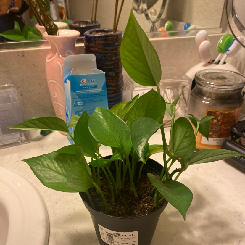 Taro Vine plant photo by @Smokinaura named May on Greg, the plant care app.