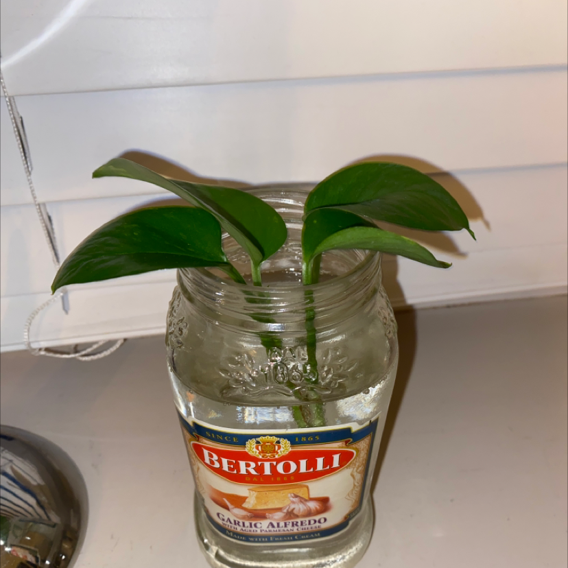 Taro Vine plant photo by @Smokinaura named da Vinci on Greg, the plant care app.