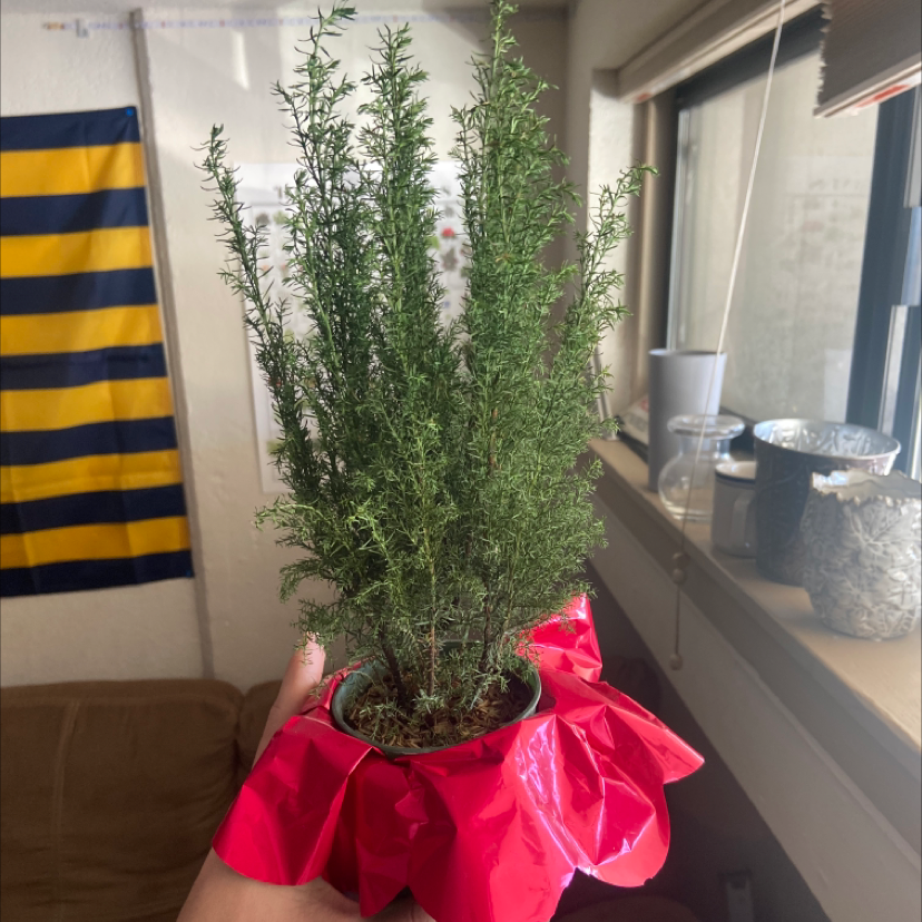 A healthy potted rosemary plant being held indoors with a red wrapping around the pot.