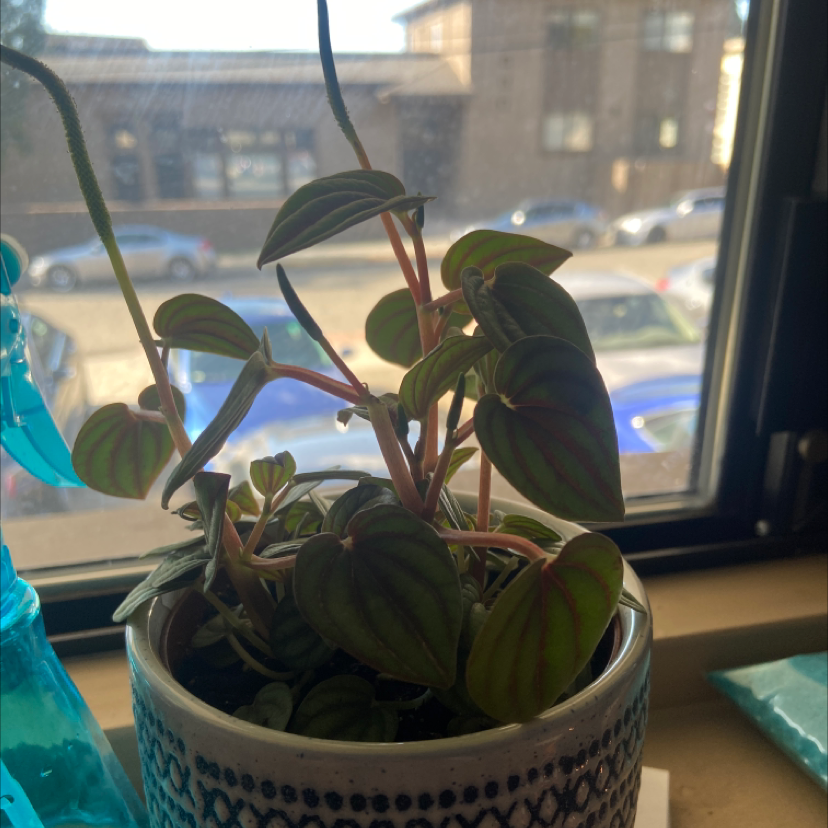 Emerald Ripple Peperomia plant in a decorative pot near a window.