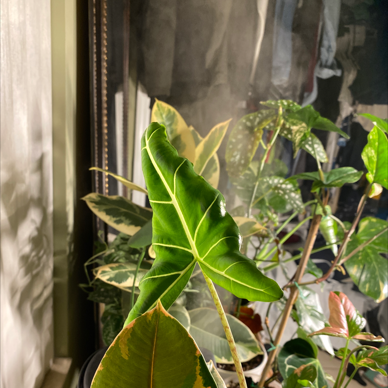 Alocasia 'Sarian' plant with some yellowing and browning leaves, indoors with other plants.