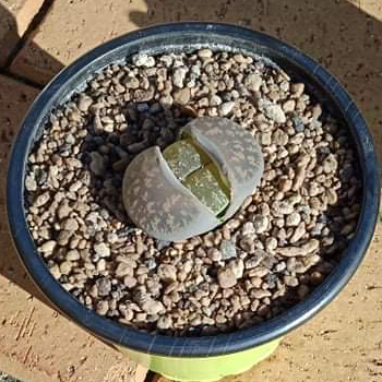 Photo of the plant species Lithops by Ben named Split on Greg, the plant care app
