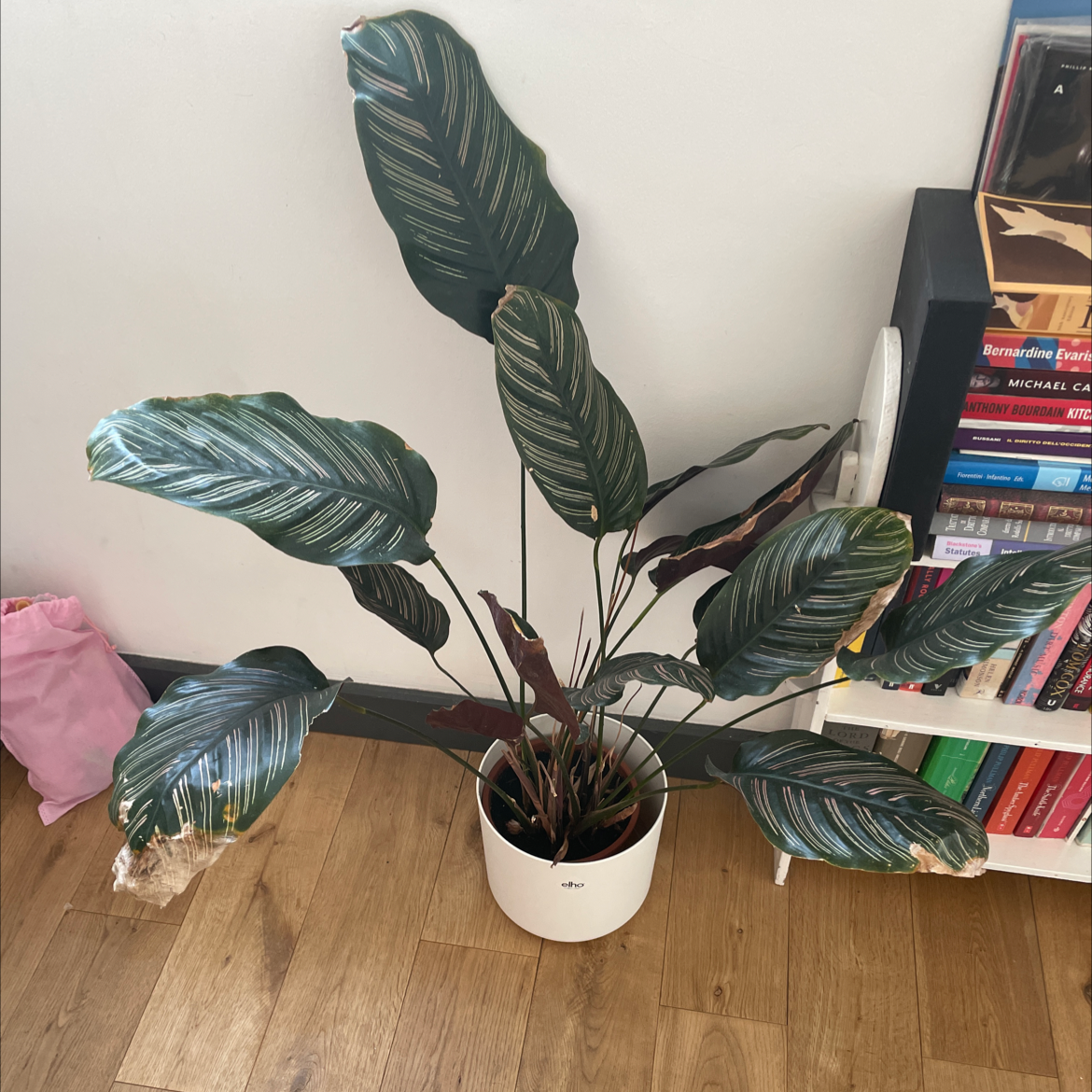 Pinstripe Calathea plant photo by @Nico141 named Juila on Greg, the plant care app.