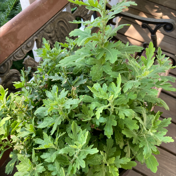 Healthy Mugwort plant with vibrant green leaves in a pot on a wooden surface.