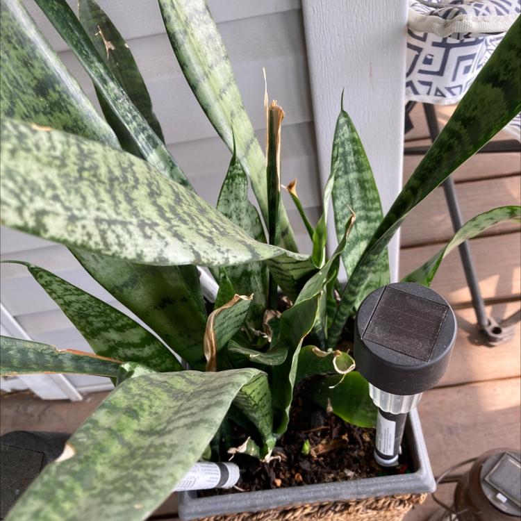 Snake Plant plant photo by Sherri named Snake plant on Greg, the plant care app.