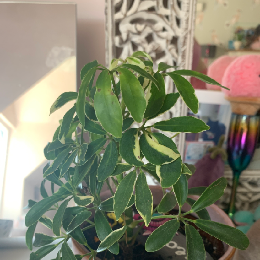 Dwarf Umbrella Tree plant photo by @georgiapaigeplants named Avery on Greg, the plant care app.