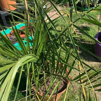 Canary Island Date Palm plant in Central Bedfordshire, England