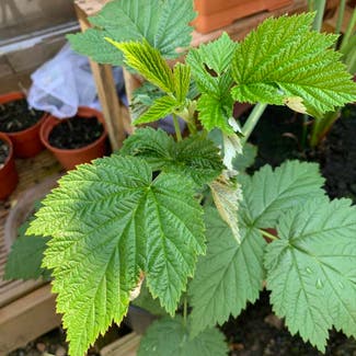 European Red Raspberry plant in Central Bedfordshire, England
