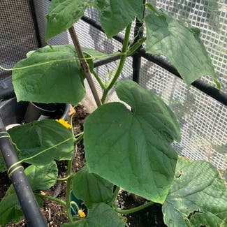 Cucumber plant in Central Bedfordshire, England