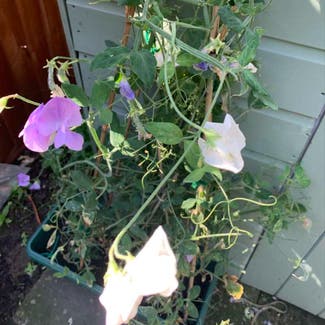Annual Sweet Pea plant in Central Bedfordshire, England