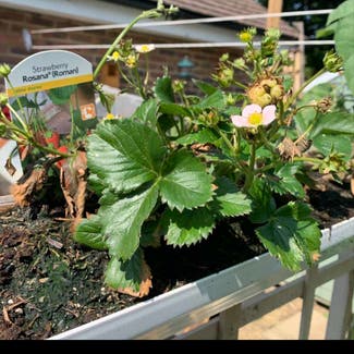 California Strawberry plant in Central Bedfordshire, England