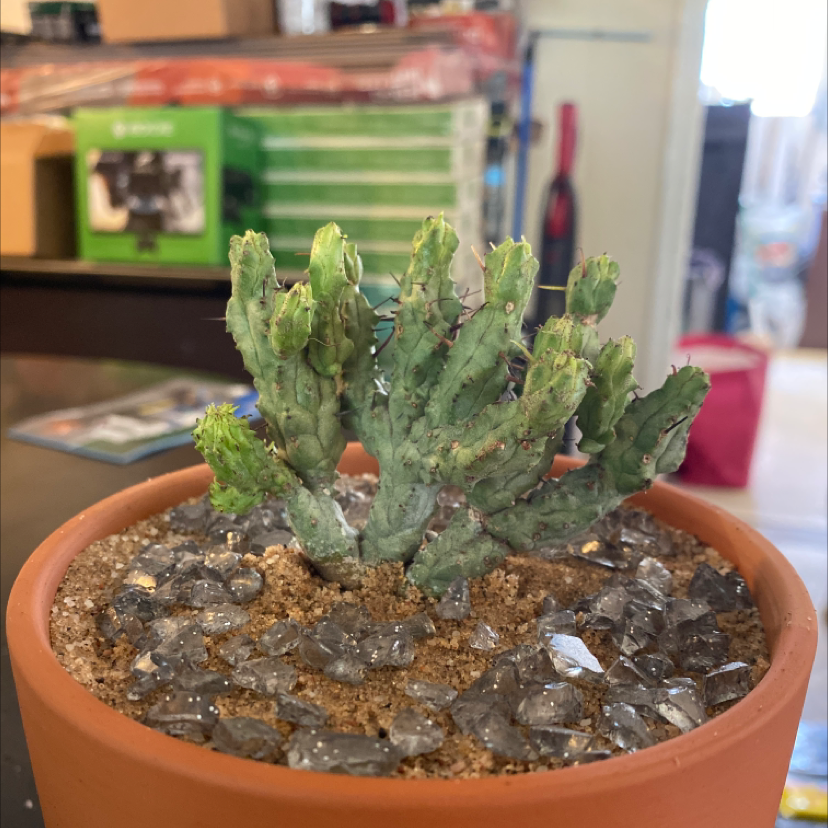 Photo of the plant species Cat Tails Euphorbia by @Plant_mother named Jeepers Creepers on Greg, the plant care app