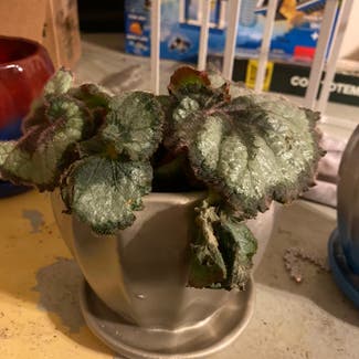 Rex Begonia plant in Bessemer City, North Carolina