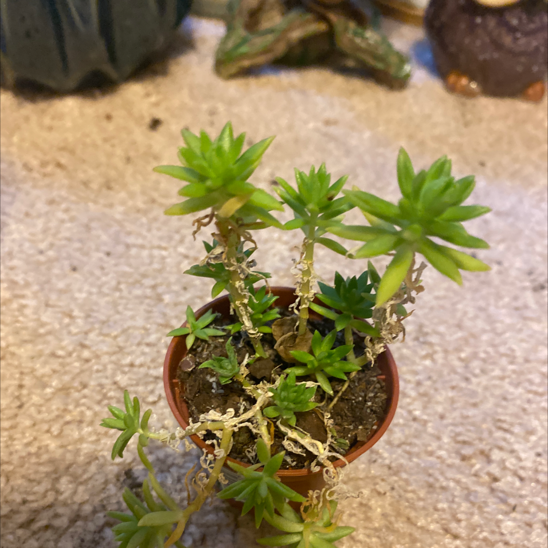Photo of the plant species Annual Stonecrop by @Plant_mother named Carla on Greg, the plant care app