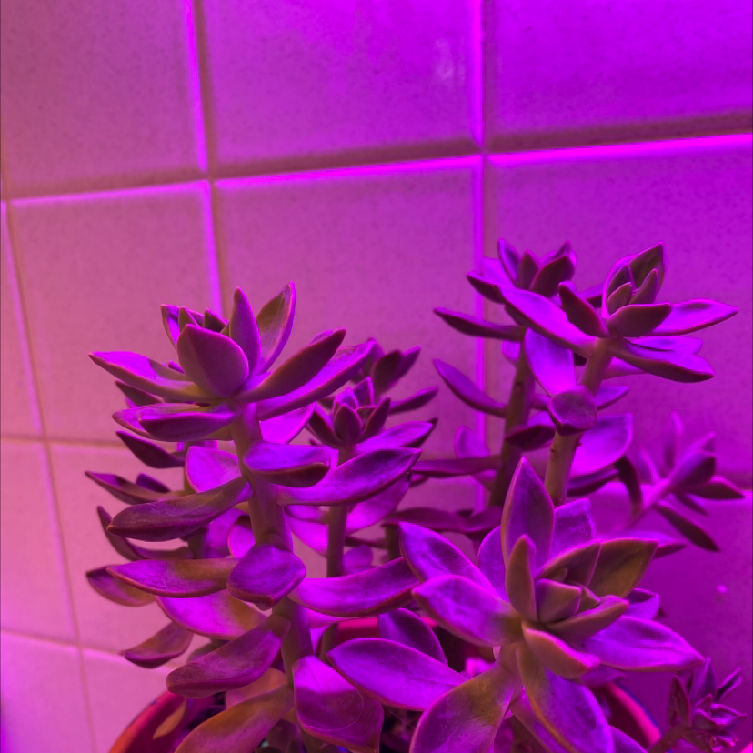 Sedum adolphi 'Sunset' Care 101: Water, Light & Growing Tips