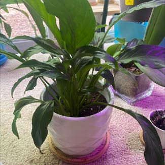 Peace Lily plant in Bessemer City, North Carolina