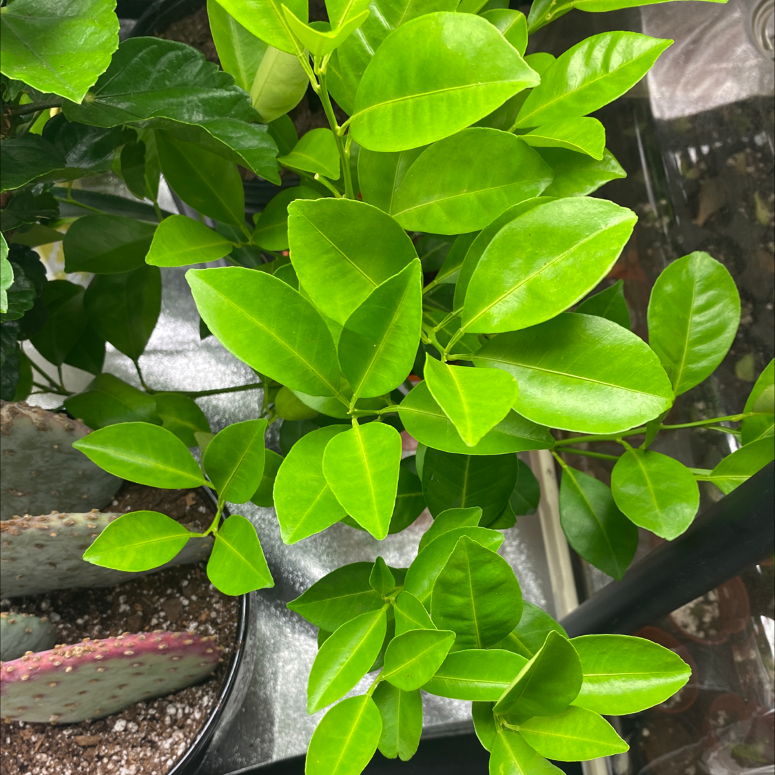 🍊 Why Are My Orange Tree Leaves Curling?