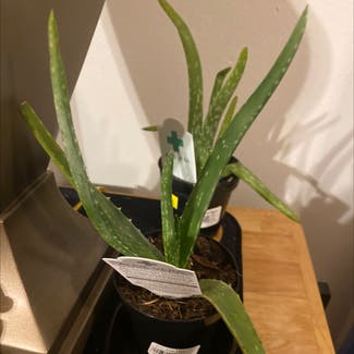 Aloe vera plant in Bessemer City, North Carolina