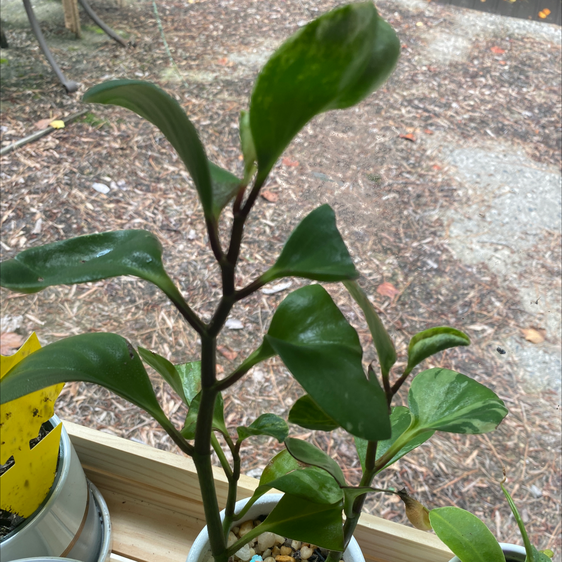 Baby Rubber Plant plant photo by @Plant_mother named Hermione on Greg, the plant care app.