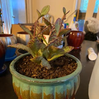Mother of Thousands plant in Bessemer City, North Carolina