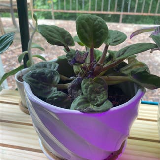 African Violet plant in Bessemer City, North Carolina