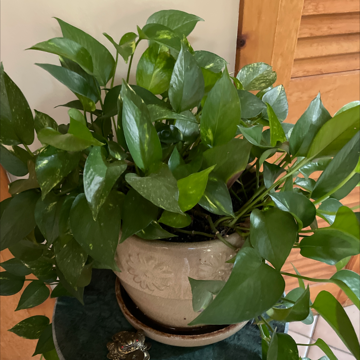 Taro Vine plant photo by Eileen named Big Mama on Greg, the plant care app.
