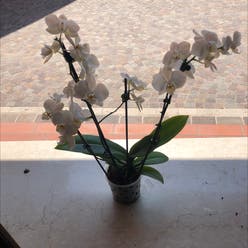 White Apple Moth Orchid plant