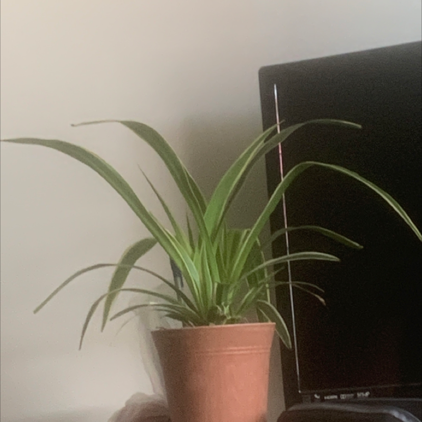 Spider Plant plant photo by Nadia named oscar on Greg, the plant care app.