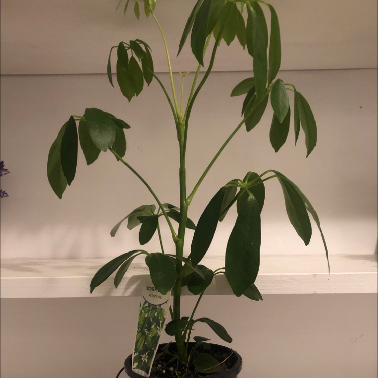 Dwarf Umbrella Tree plant photo by Amy named cola on Greg, the plant care app.