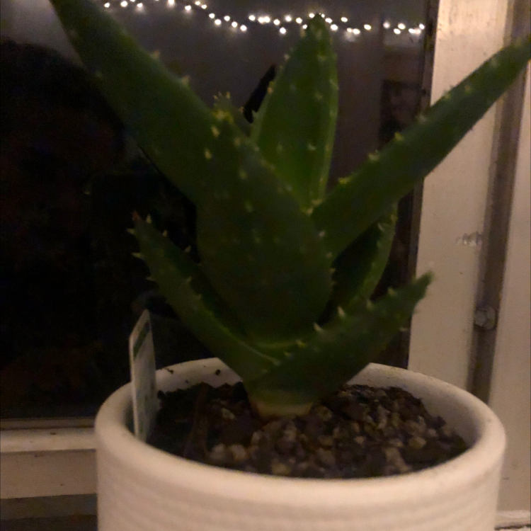 Aloe vera plant photo by Amy named vera on Greg, the plant care app.