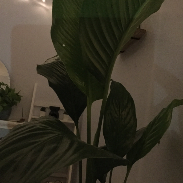 Peace Lily plant photo by Amy named lily on Greg, the plant care app.