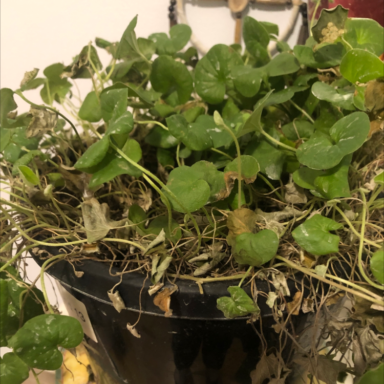 Emerald Falls Dichondra plant photo by Amy named di on Greg, the plant care app.