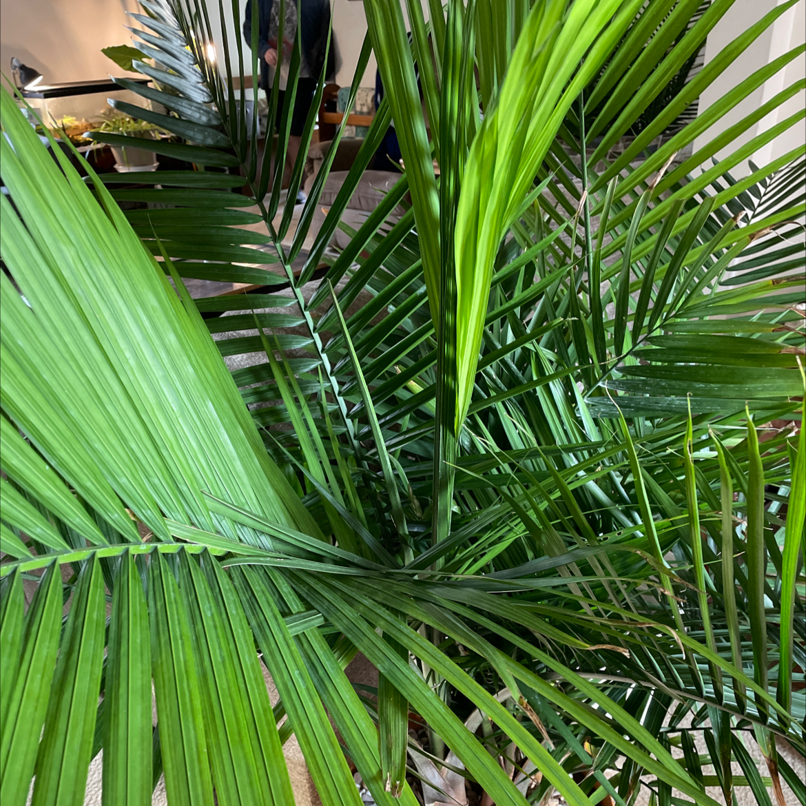 Why Are There Brown Spots On My Kentia Palm Leaves? 🍂