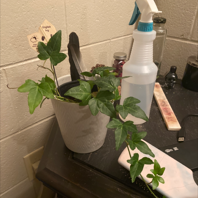 English Ivy plant photo by Savannah named Envy on Greg, the plant care app.