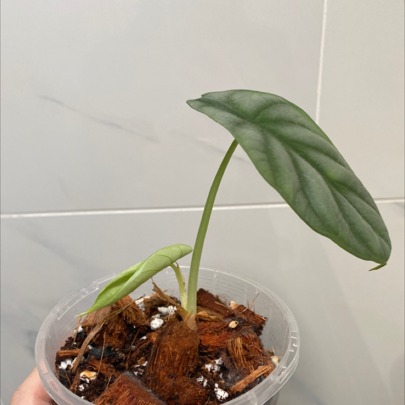 Silver Dragon plant with two leaves in a clear plastic pot, visible soil and coconut husk.