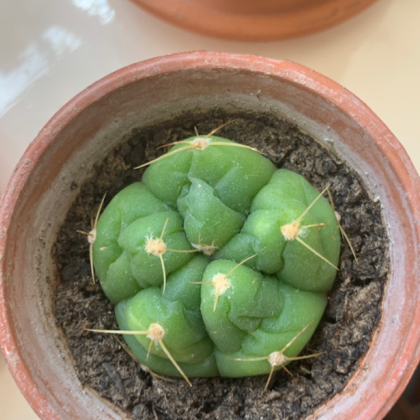 A healthy Peyote cactus in a terracotta pot with visible soil.