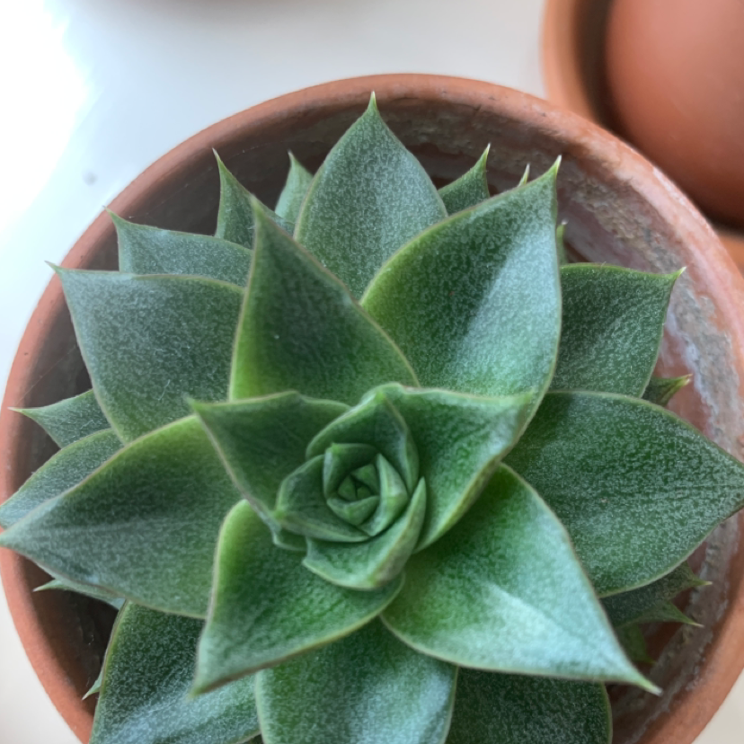 Photo of the plant species Echeveria chinensis by @possibly.alice named succulent on Greg, the plant care app