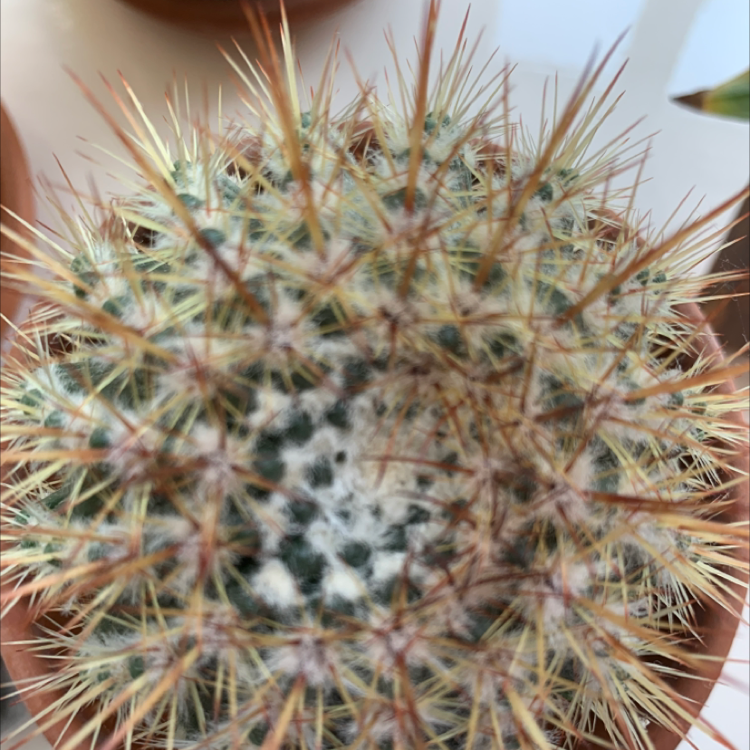 Photo of the plant species Owl's Eye Cactus by @possibly.alice named cactus on Greg, the plant care app