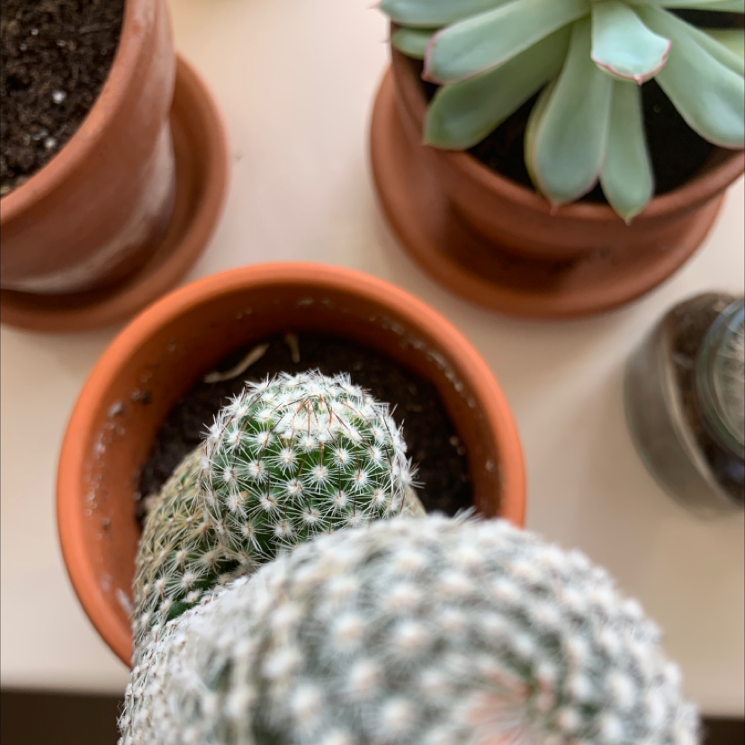 Photo of the plant species Comb Hedgehog Cactus by @possibly.alice named cactus on Greg, the plant care app