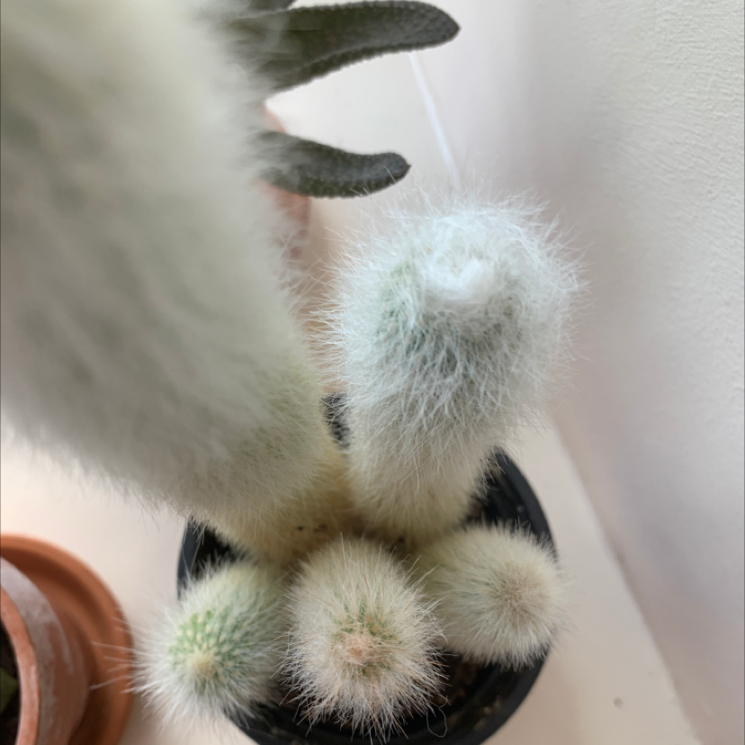 Old Man Cactus plant photo by @possibly.alice named fluffy cactus on Greg, the plant care app.